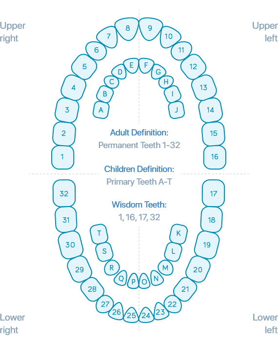 Dental Tooth Surfaces Chart