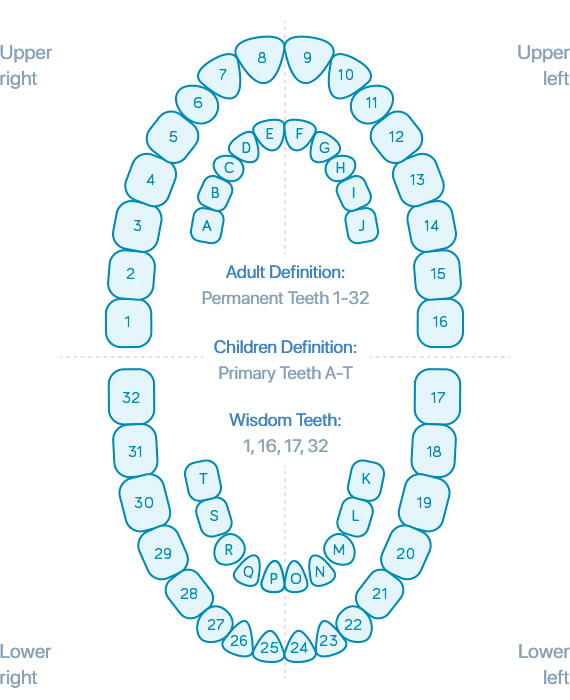 Dental Nomenclature Chart